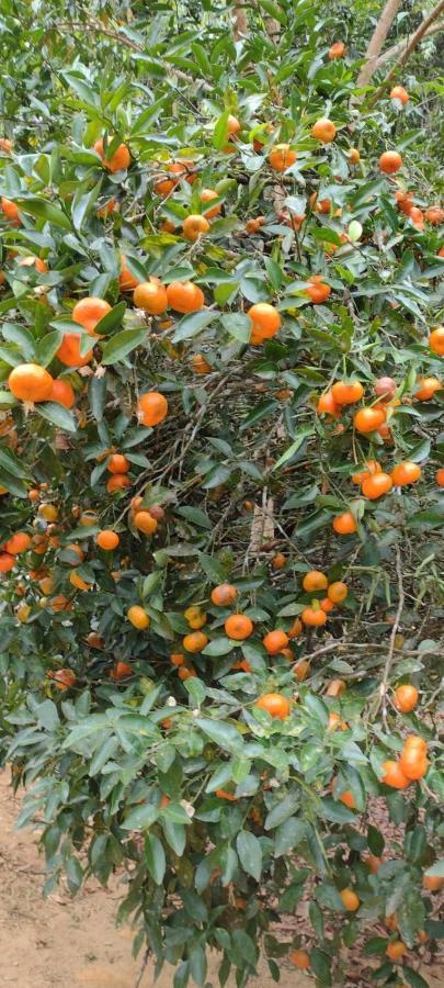 ماريشال فلوريانو Sitio Cachoeirinha - Araguaia المظهر الخارجي الصورة