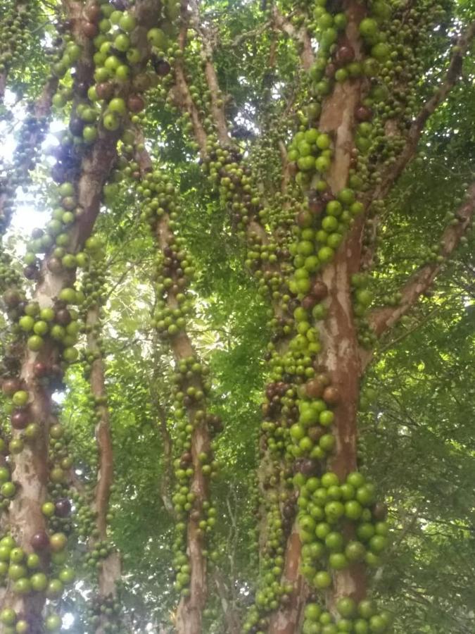 ماريشال فلوريانو Sitio Cachoeirinha - Araguaia المظهر الخارجي الصورة